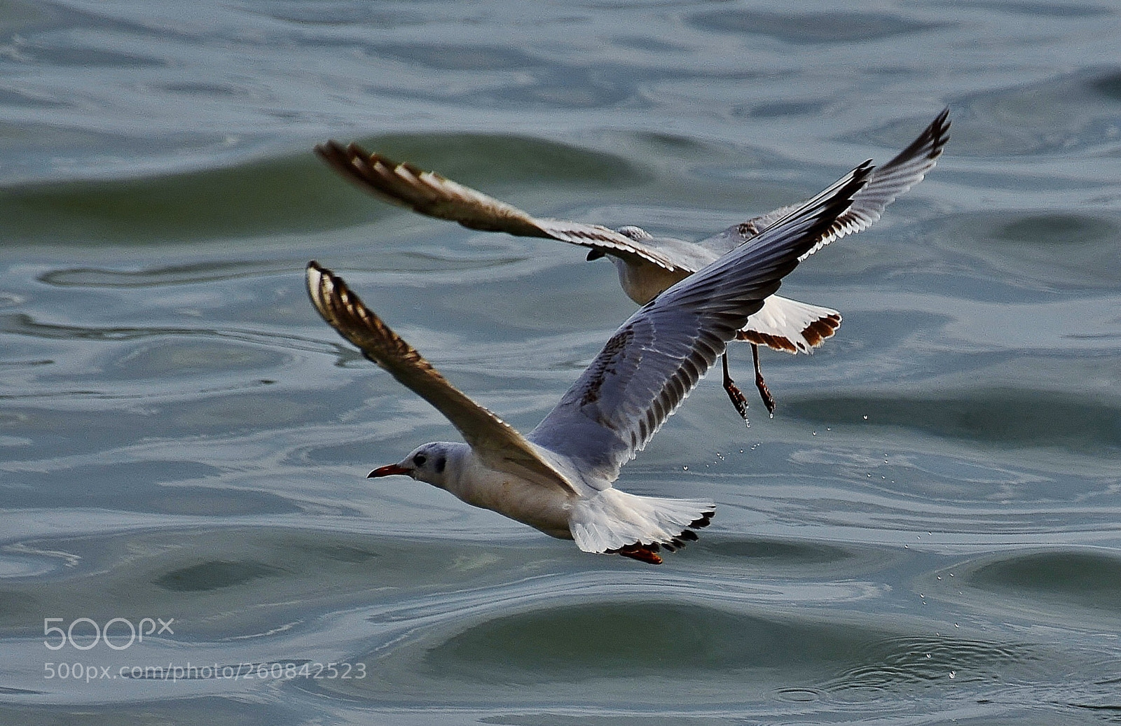 Nikon D7000 sample photo. Friendly photography
