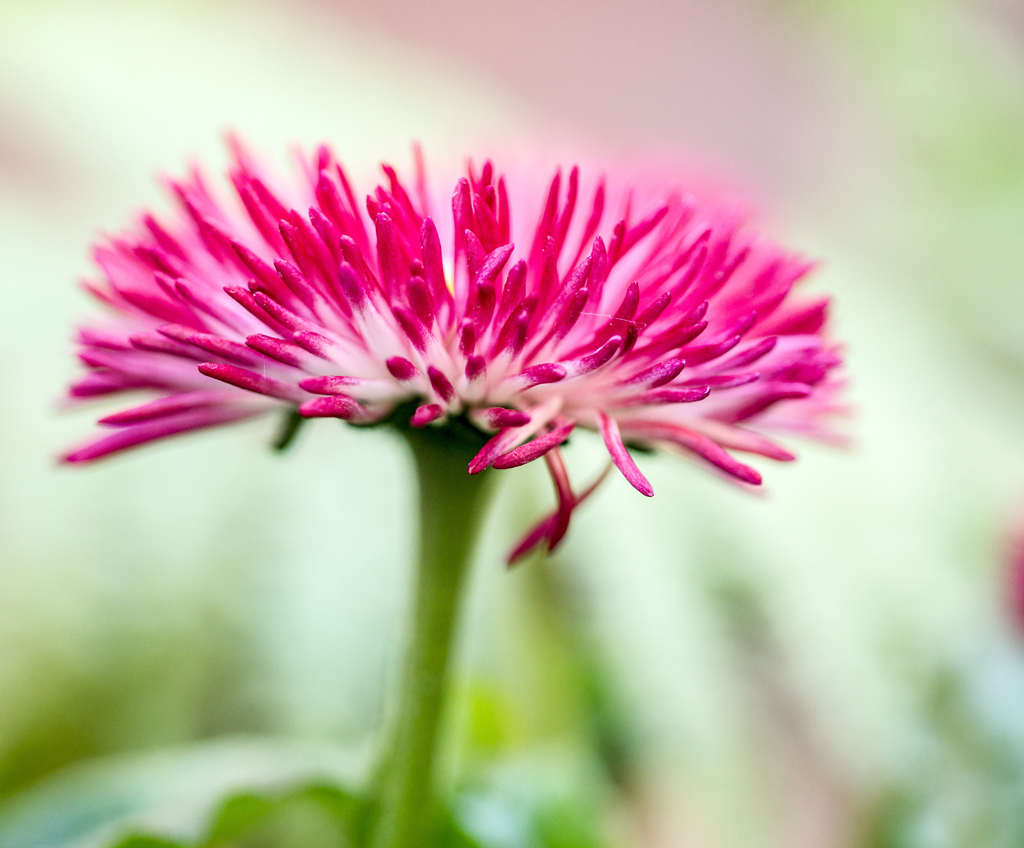 Sony Alpha DSLR-A550 sample photo