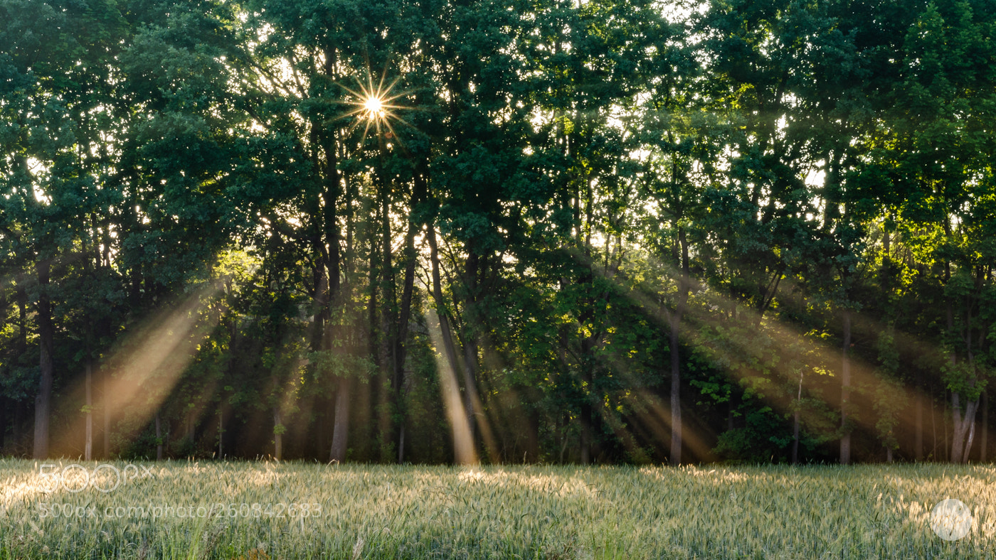 Nikon D7000 sample photo. Rays photography