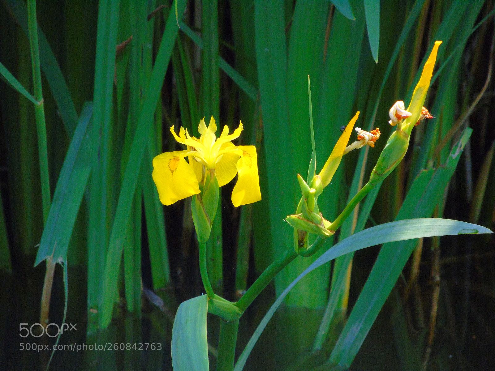 Sony Cyber-shot DSC-H400 sample photo. +++ photography