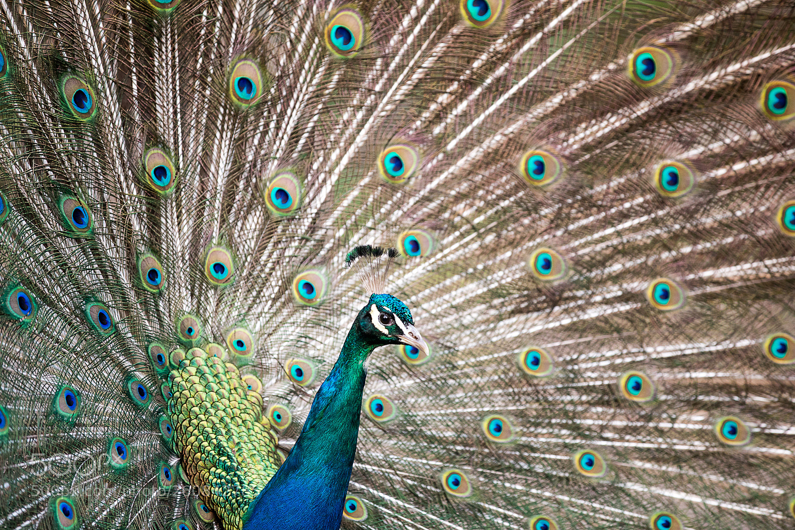 Canon EOS 5D Mark IV sample photo. The peacock photography