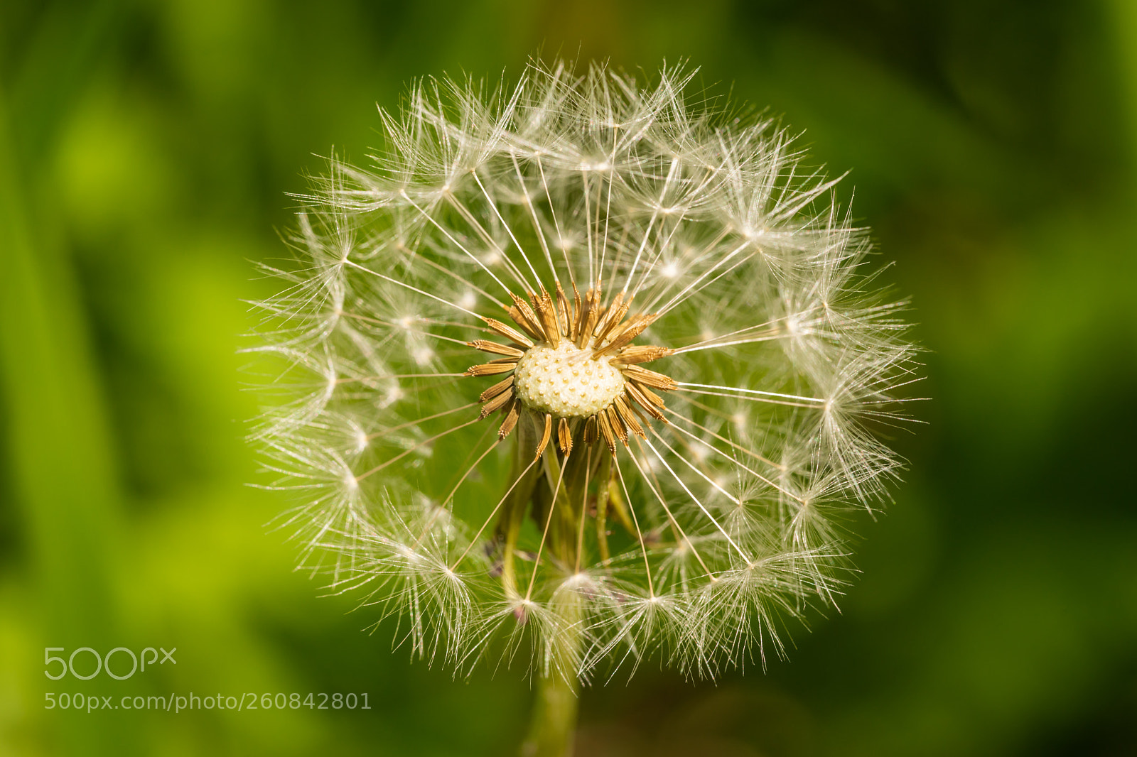 Sony a7 II sample photo. Dandelion photography