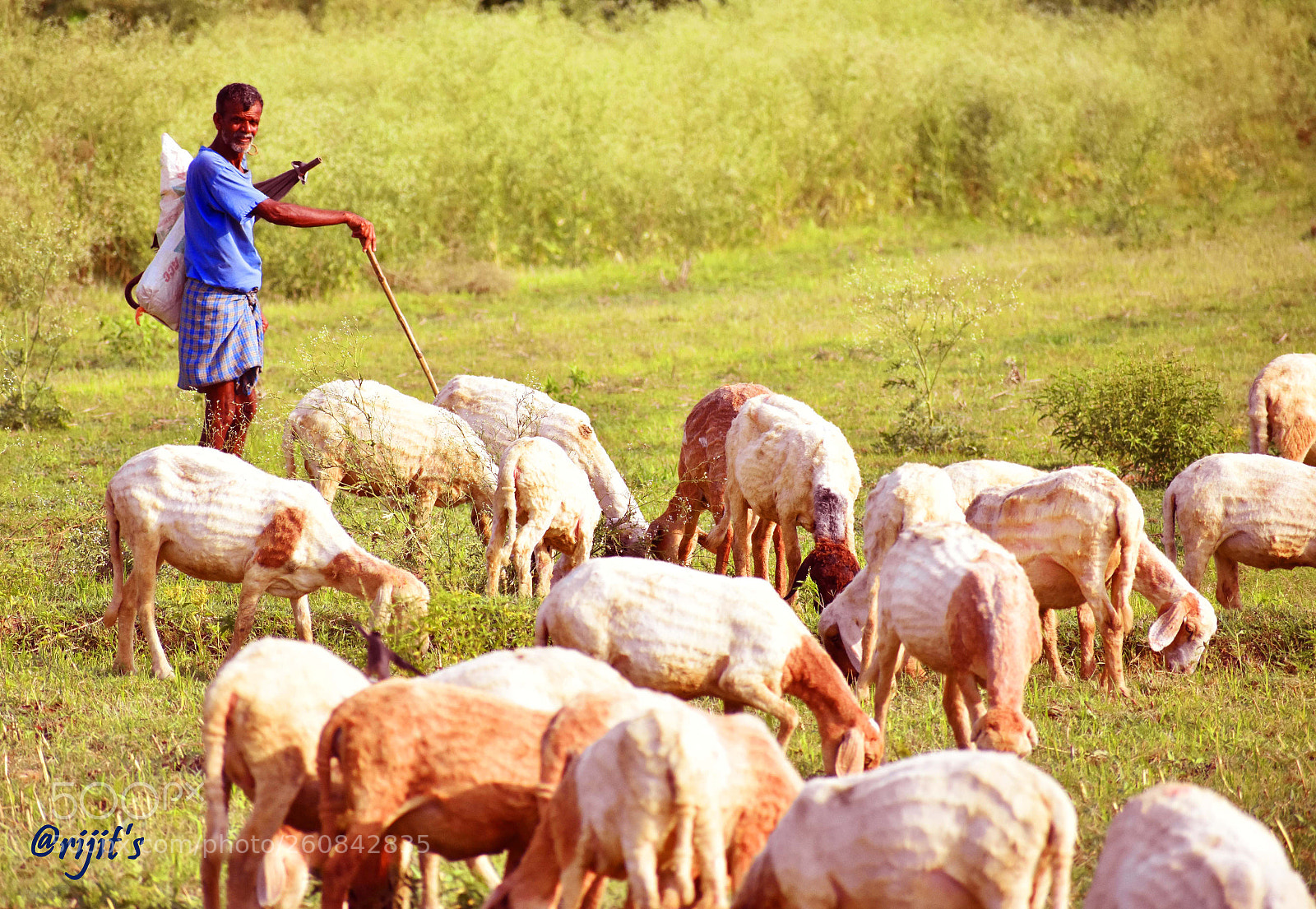 Nikon D3400 sample photo. Shepherd with the grazing photography