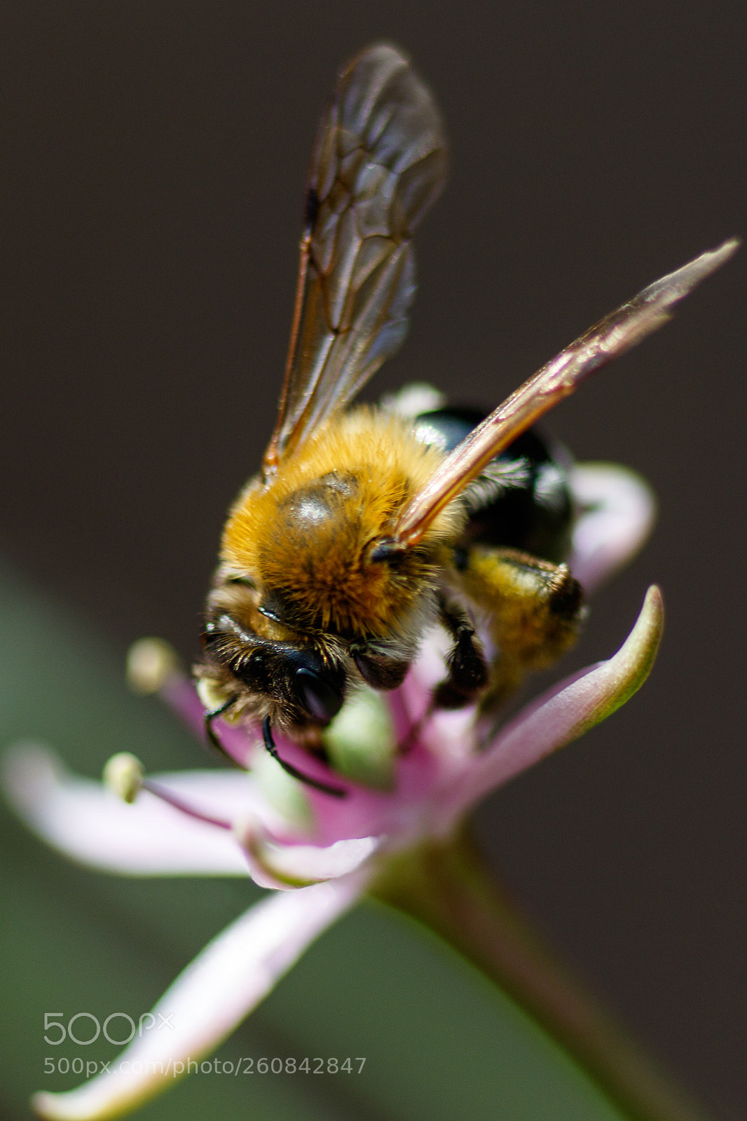 Canon EOS 7D Mark II sample photo. Pollen time photography