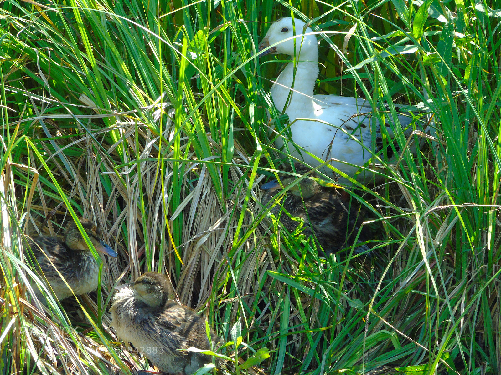 Sony Cyber-shot DSC-H400 sample photo. Mother and baby ducks photography