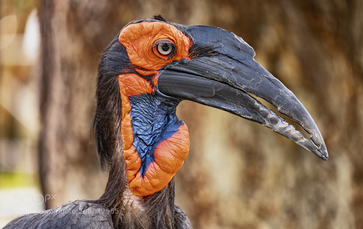 Fujifilm X-T2 sample photo. Southern ground hornbill bucorvus photography