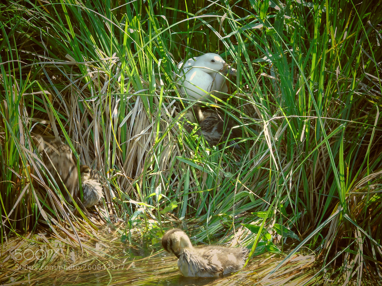 Sony Cyber-shot DSC-H400 sample photo. Mother and baby ducks photography