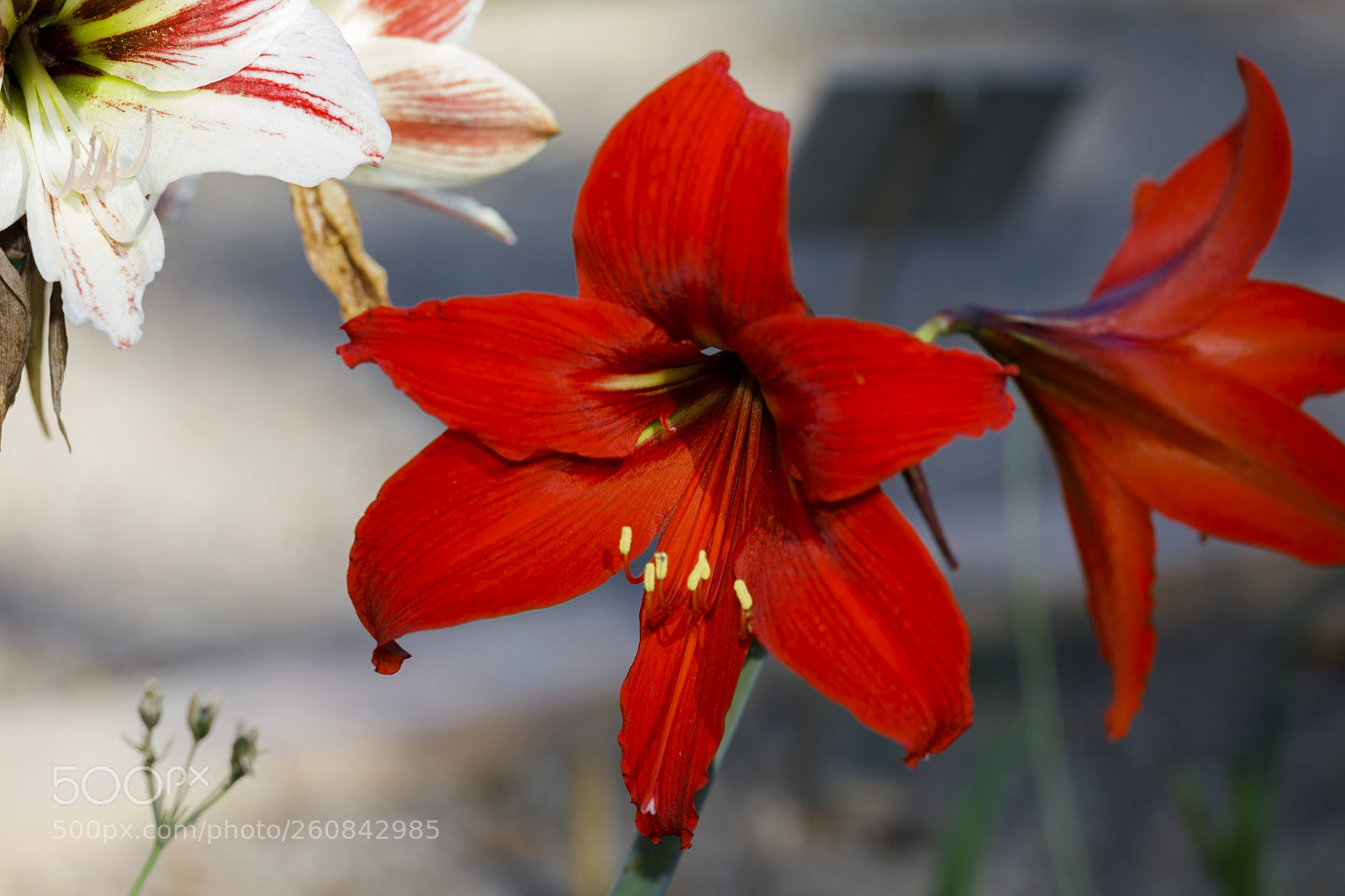 Canon EOS 5D Mark IV sample photo. Red 2 photography