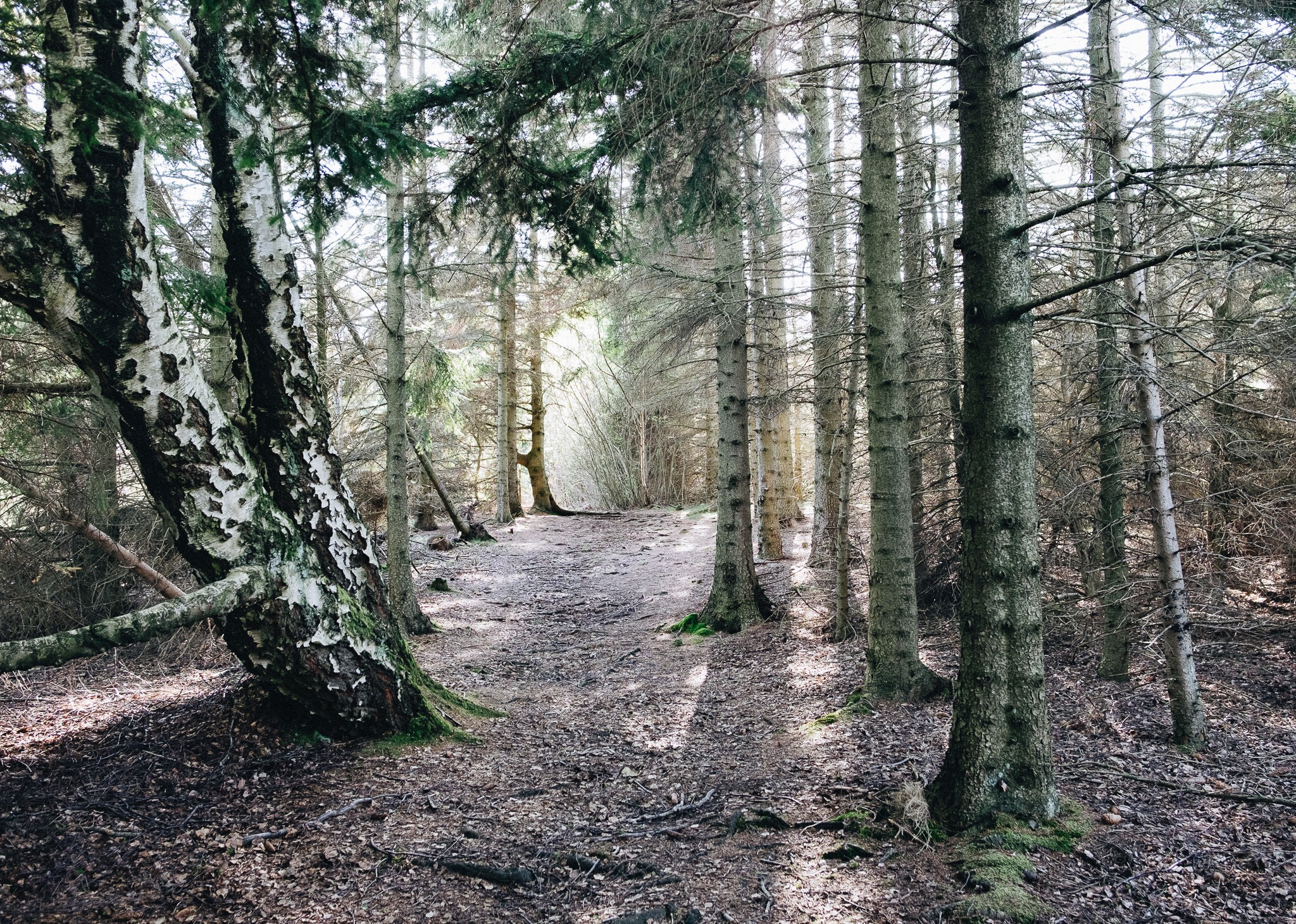 Fujifilm X-E2 sample photo. In the woods photography