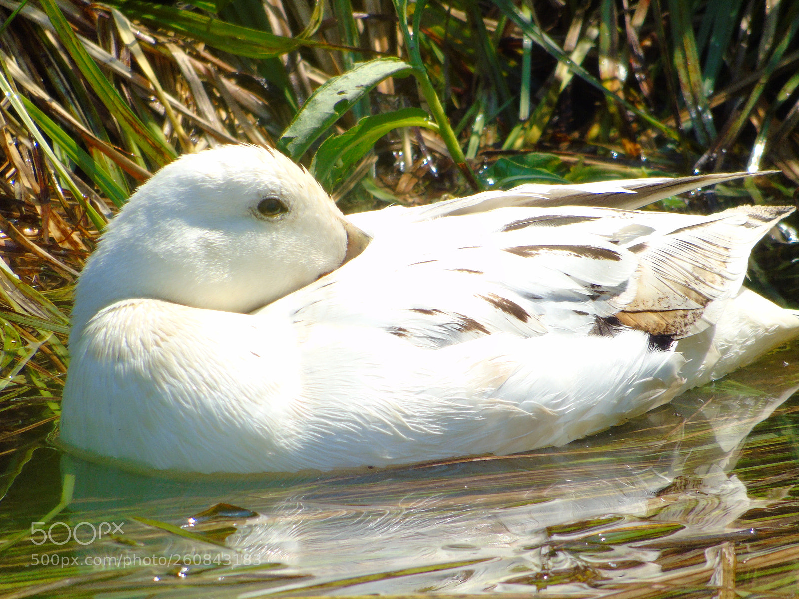 Sony Cyber-shot DSC-H400 sample photo. A tired duck mother photography