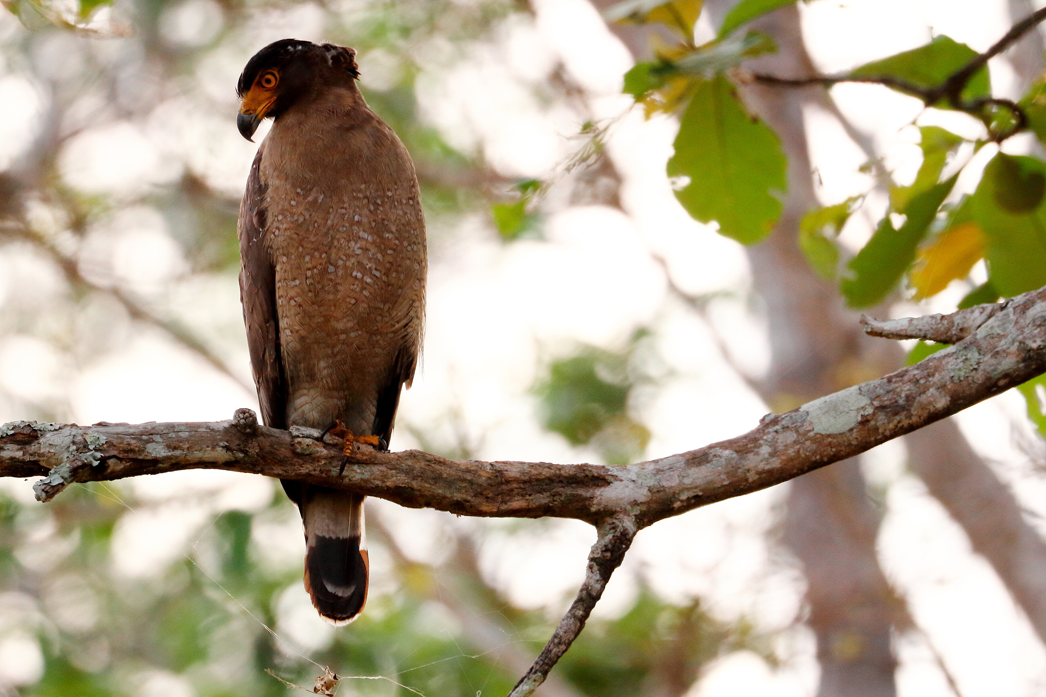 Canon EOS 7D + Canon EF 100-400mm F4.5-5.6L IS II USM sample photo. Serpent eagle photography