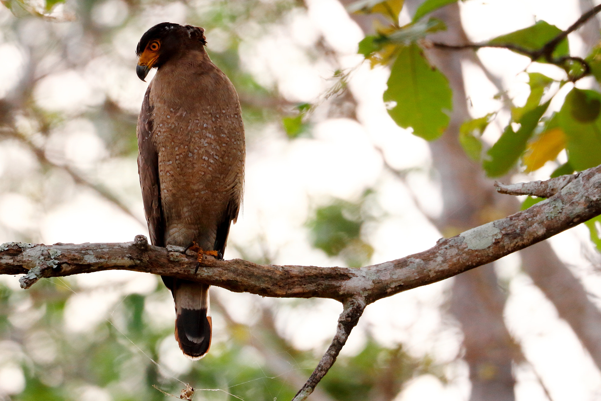 Canon EOS 7D sample photo. Serpent eagle photography