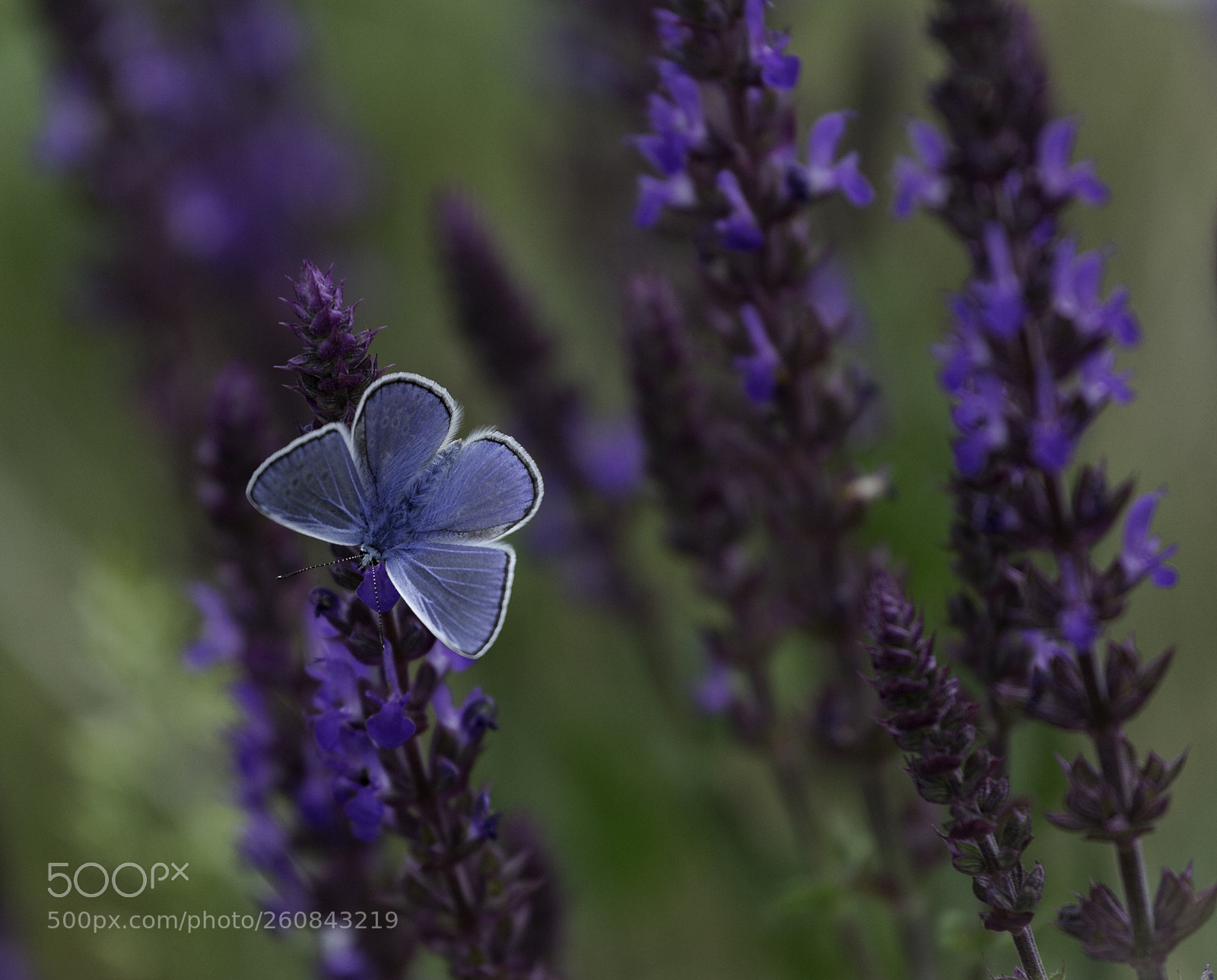 Canon EOS 6D sample photo. Blue butterfly photography