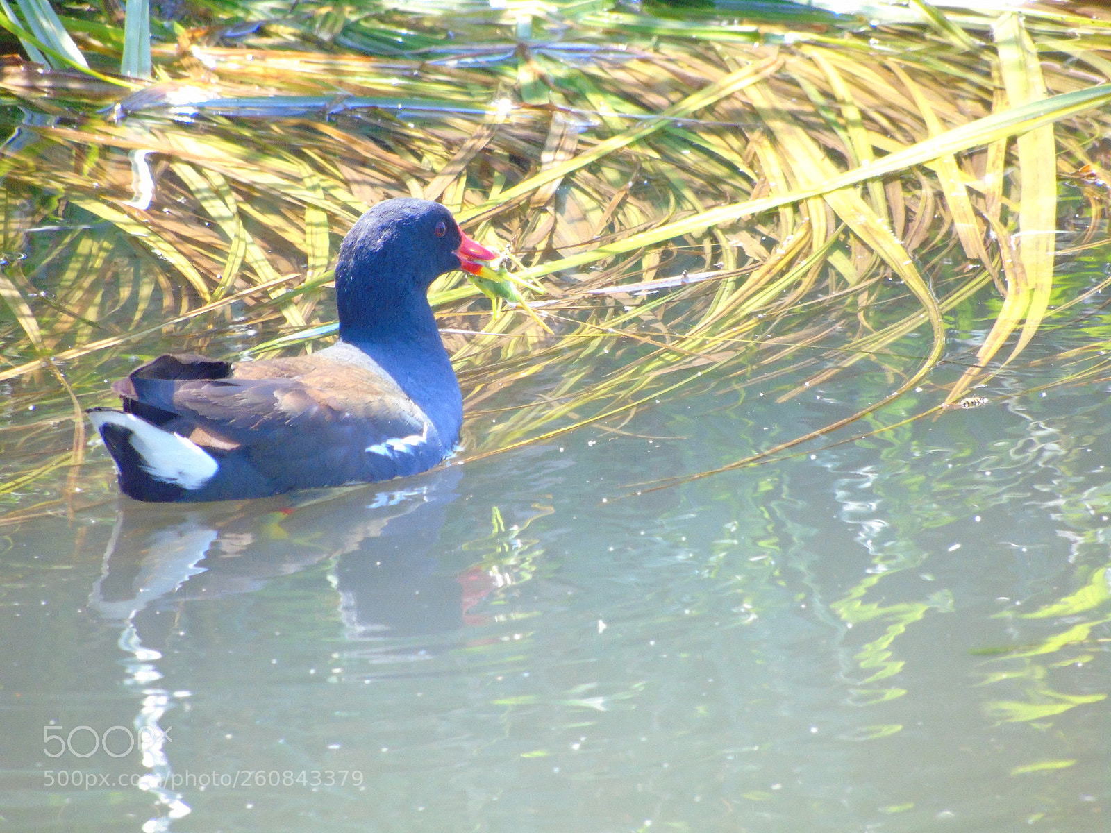 Sony Cyber-shot DSC-H400 sample photo. A colorful duck that photography