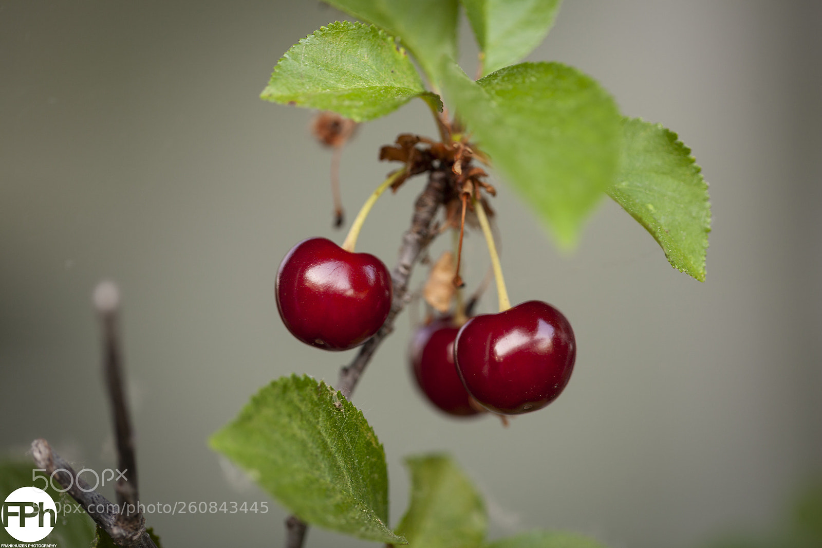 Canon EOS 5D sample photo. Sweet cherries photography