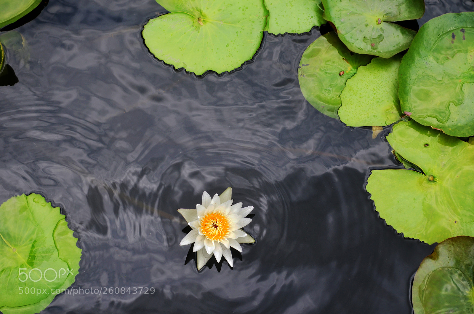 Nikon D5100 sample photo. Waterlillies photography