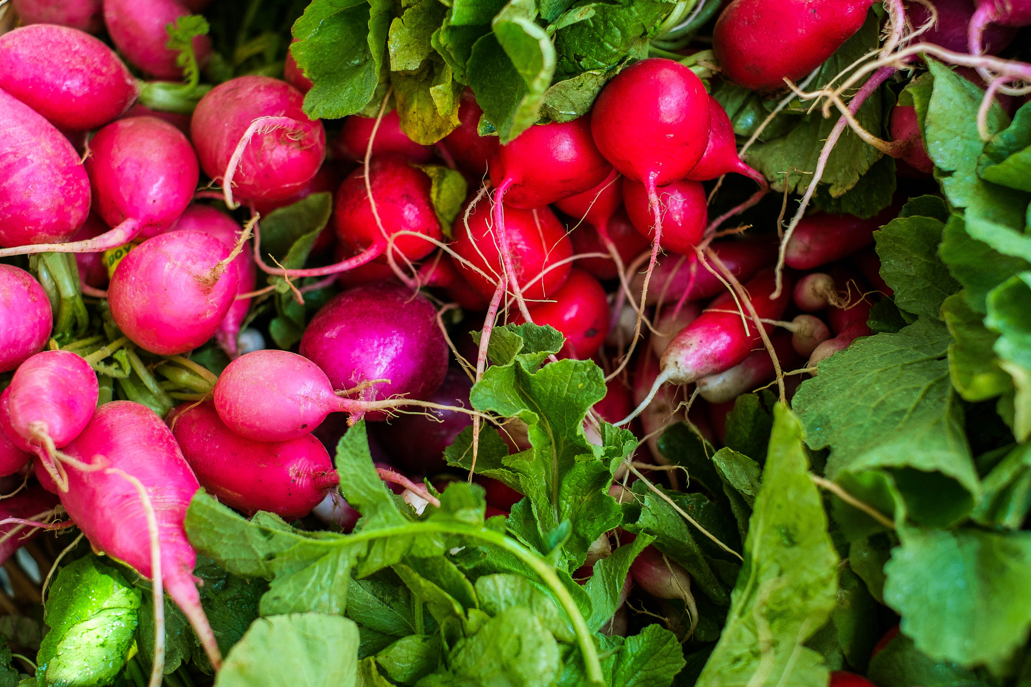 Fujifilm X-Pro1 sample photo. Radish bunch photography