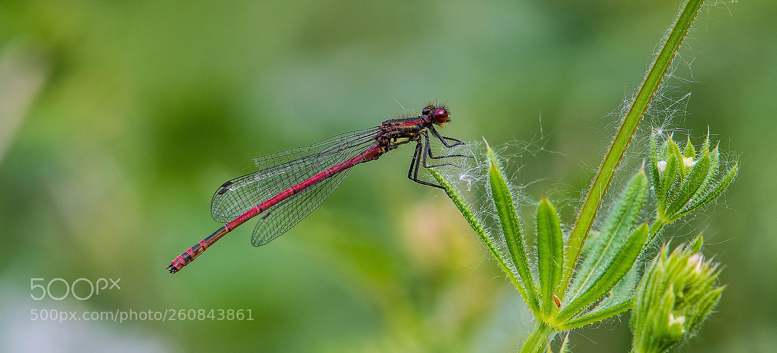 Nikon D500 sample photo. Large red damselfly photography