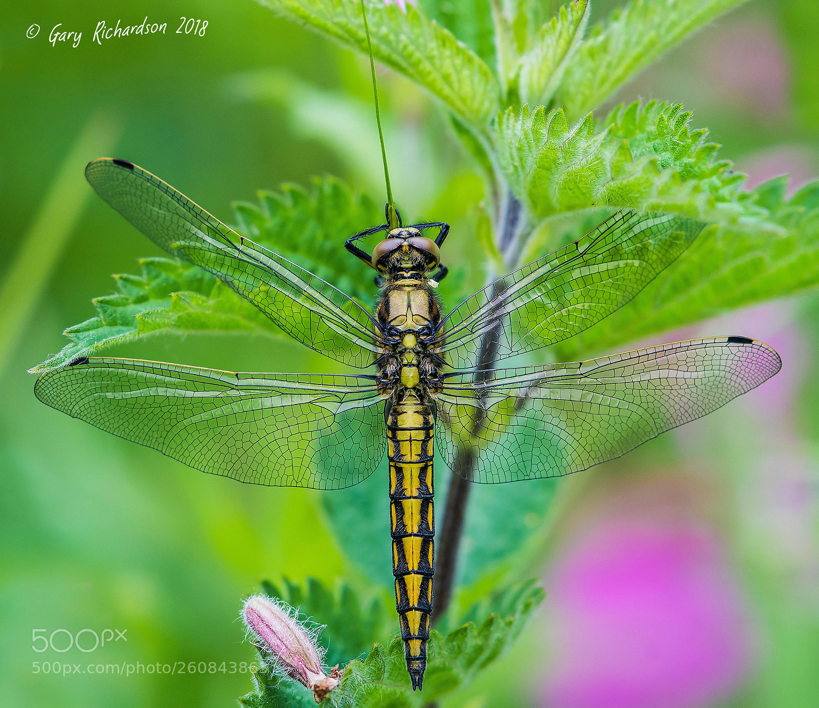 Nikon D500 sample photo. Black tailed skimmer photography