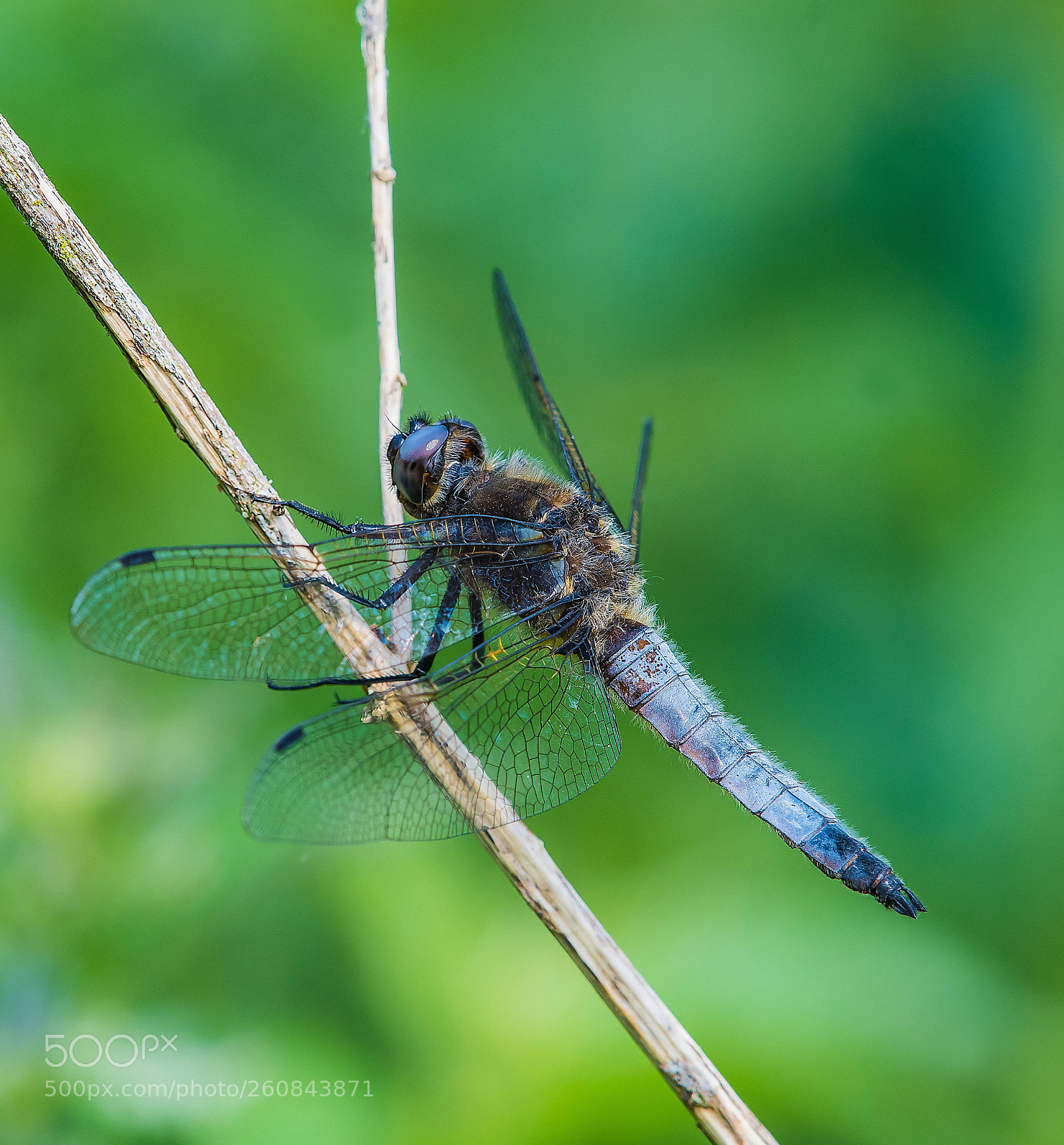 Nikon D500 sample photo. Scarce chaser (male) photography
