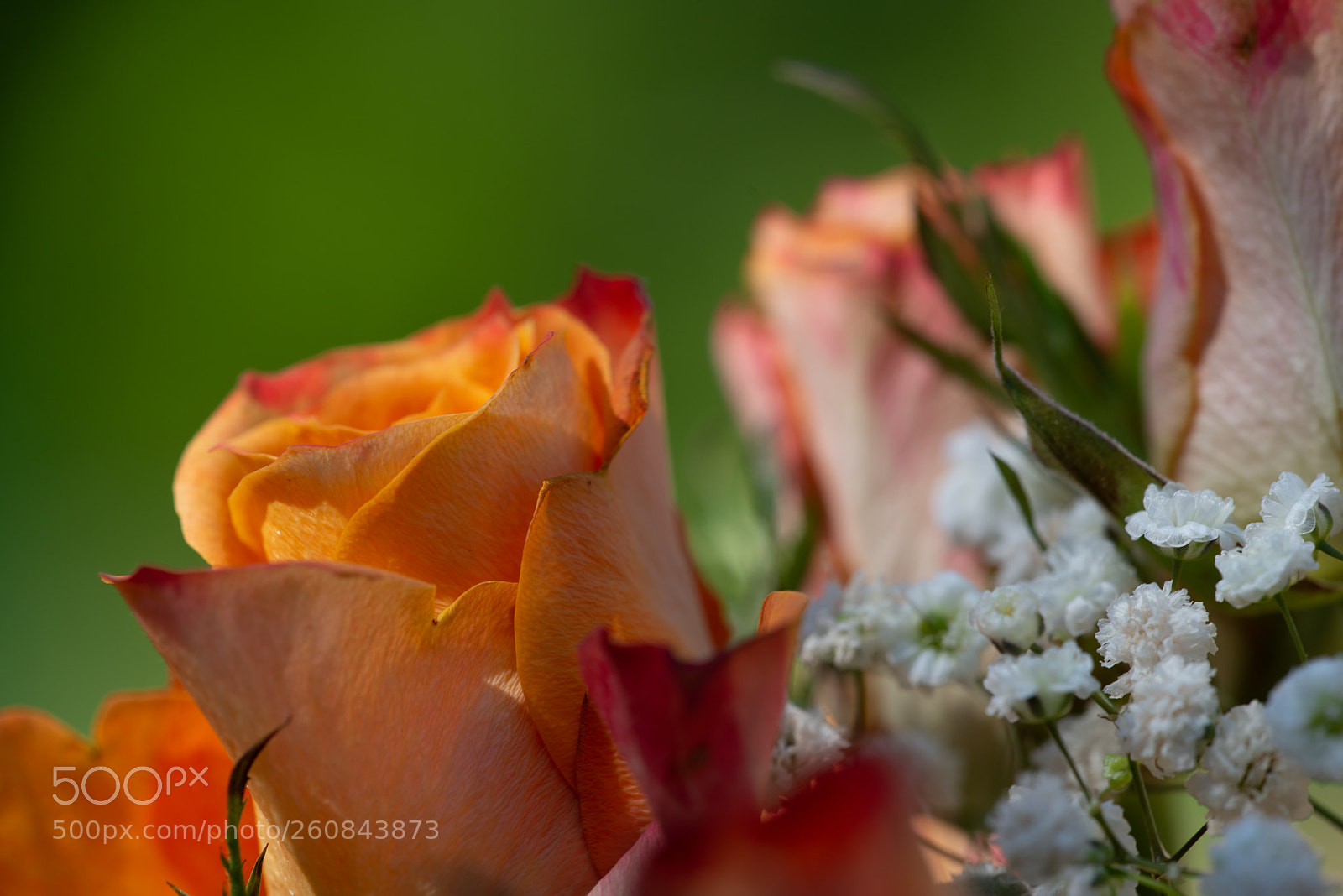 Nikon D800 sample photo. Roses photography