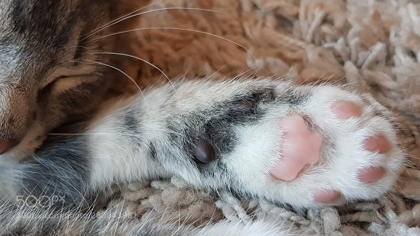Samsung Galaxy S8 sample photo. Small paw photography