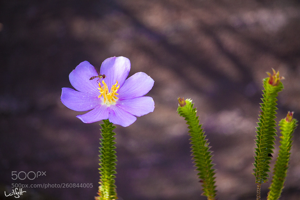 Canon EOS 50D sample photo. Pink photography