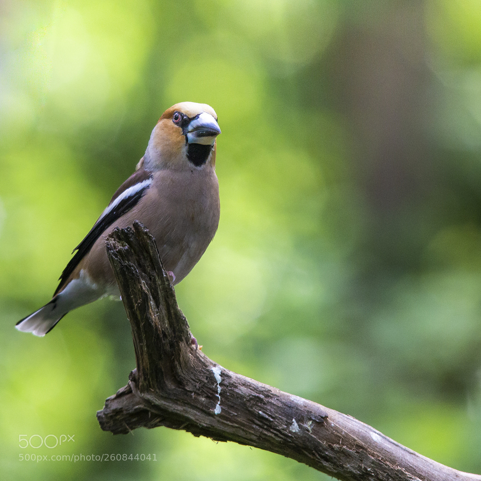 Canon EOS 6D sample photo. Hawfinch photography