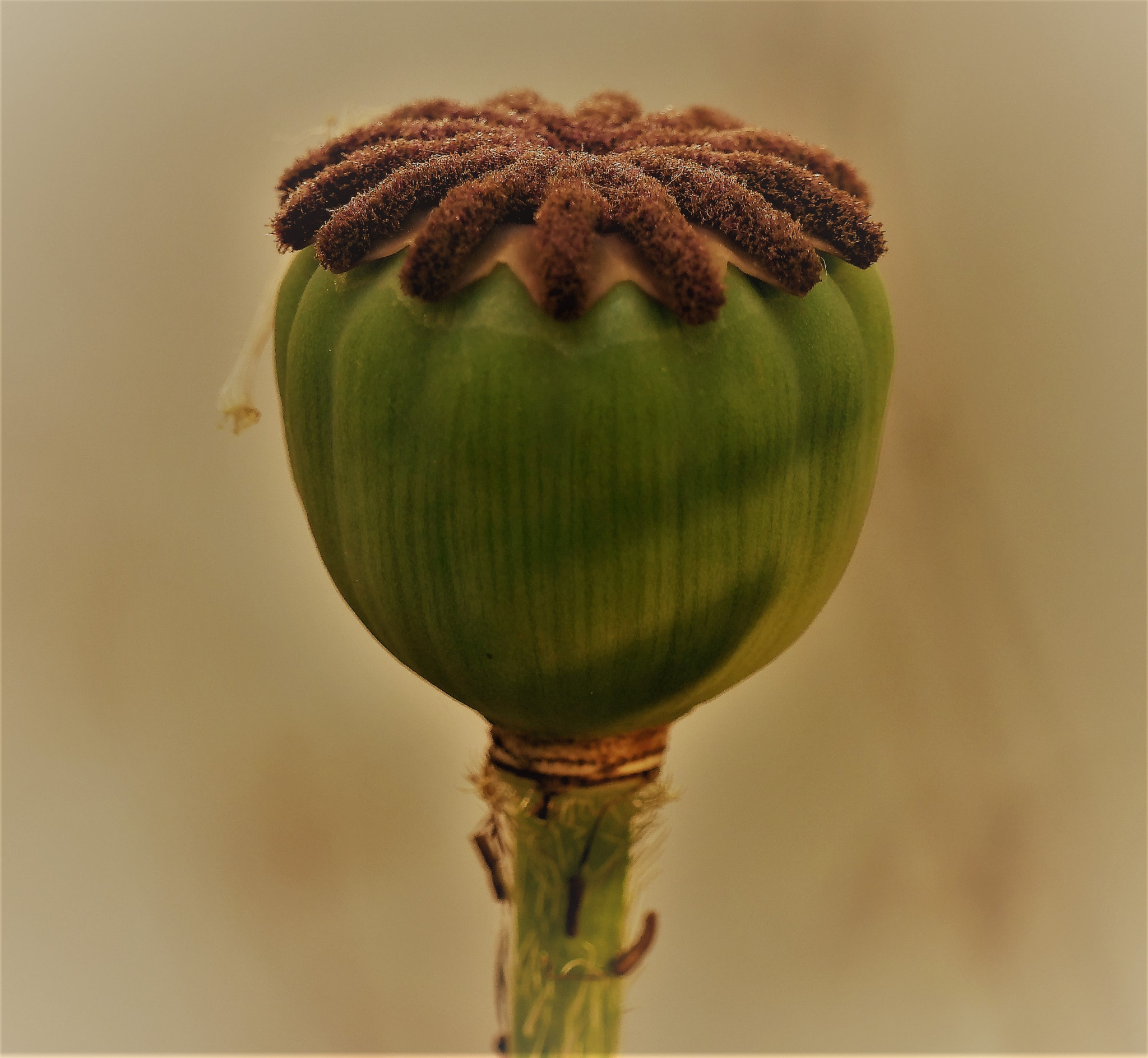 Panasonic Lumix DC-GH5 sample photo. Poppy beauty photography