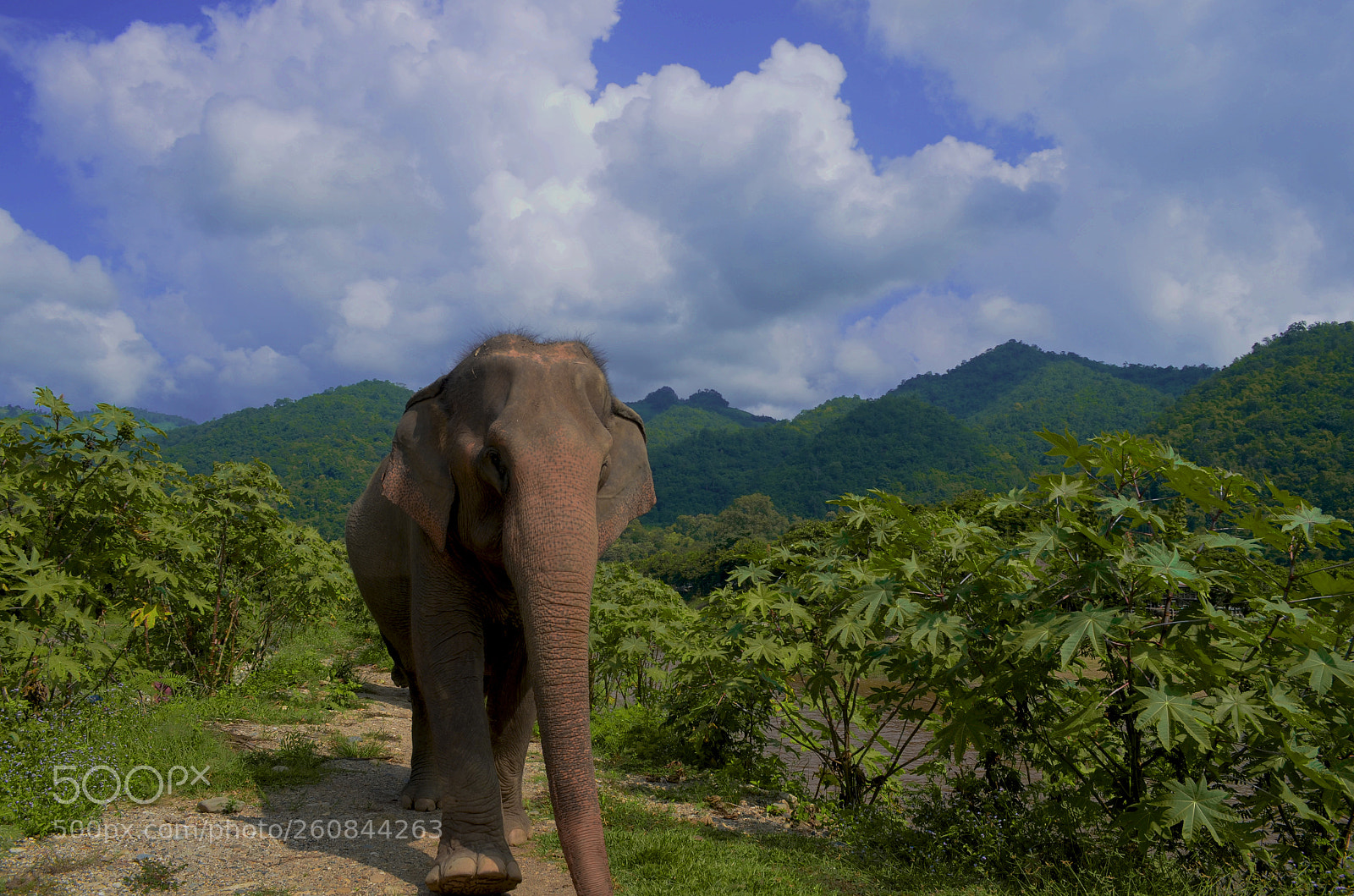 Nikon D5100 sample photo. Elephant walks photography