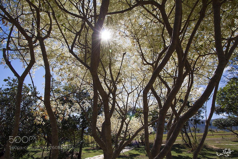 Canon EOS 50D sample photo. White tree photography