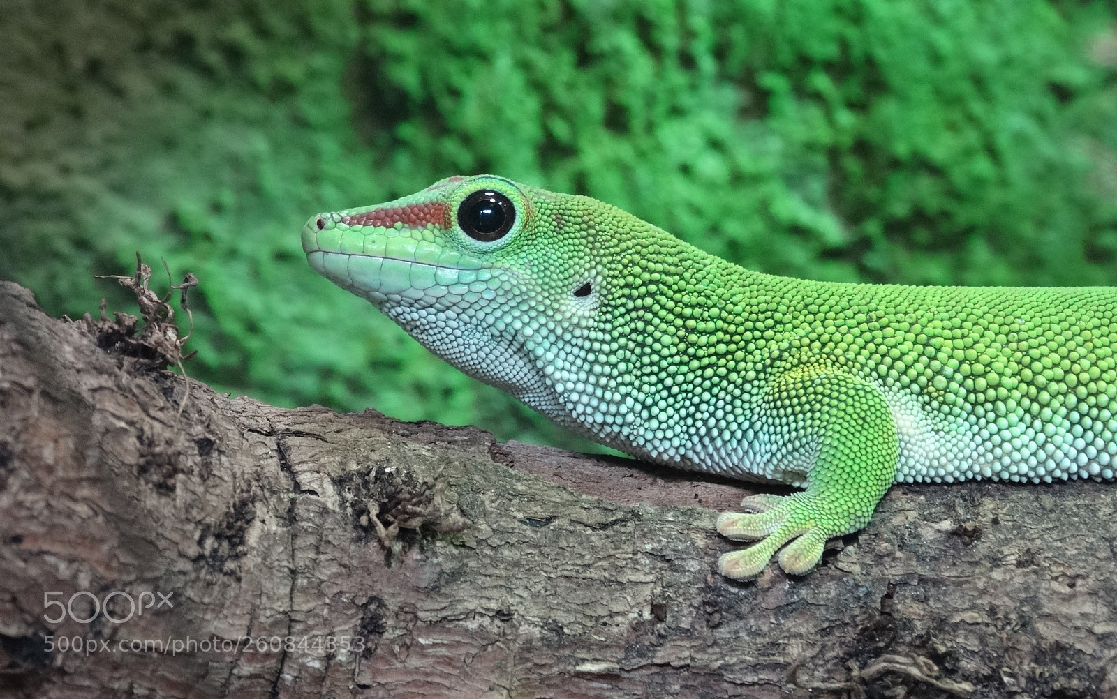 Sony Cyber-shot DSC-HX300 sample photo. Beautiful green lizard photography