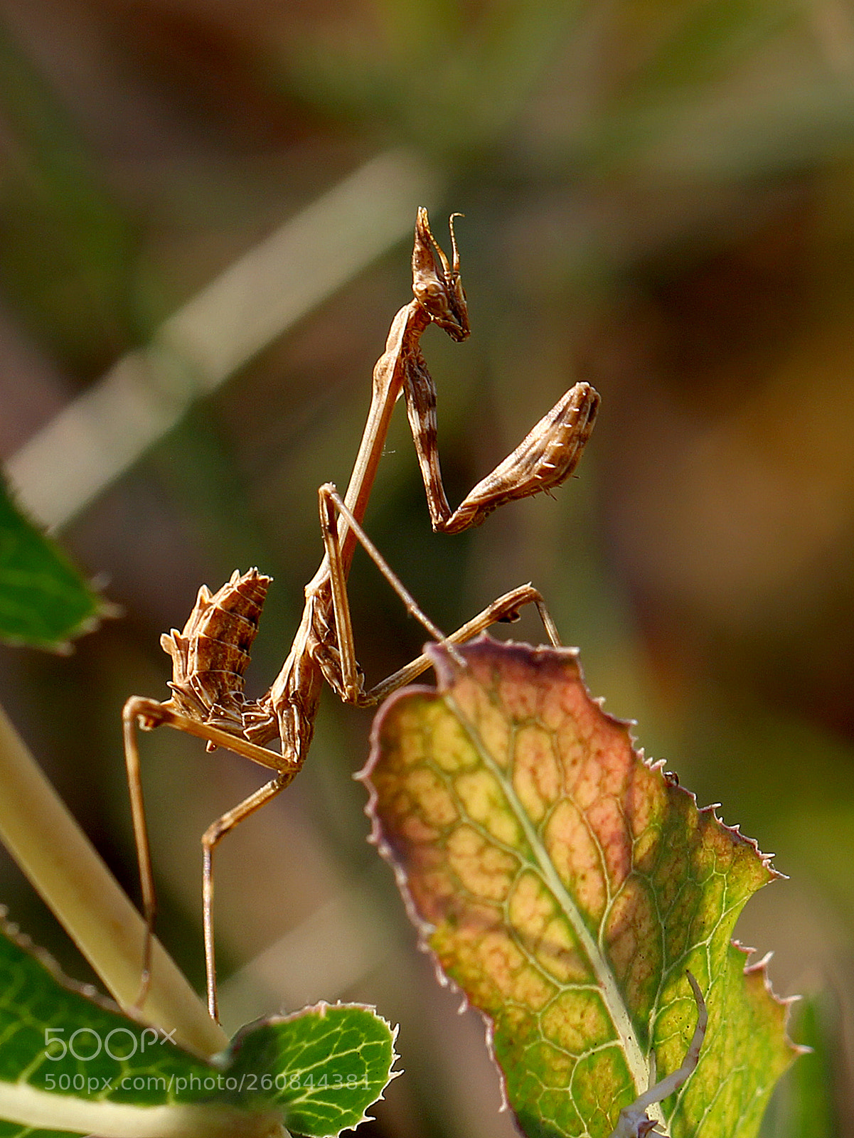 Canon EOS 60D sample photo. Mantis photography