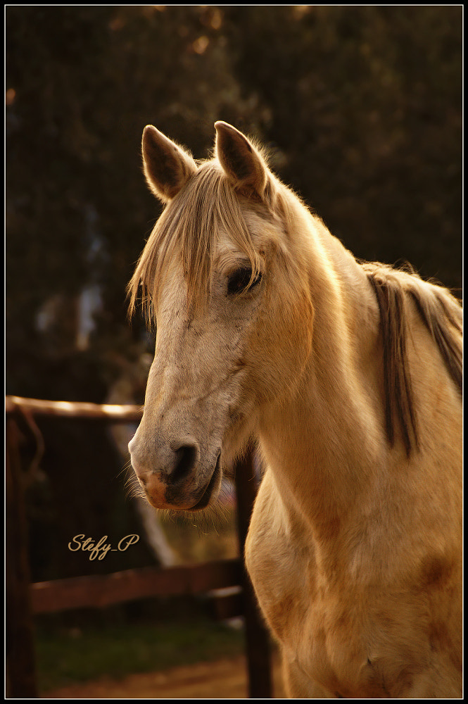 Sony DT 18-200mm F3.5-6.3 sample photo. Sofia at sunset photography