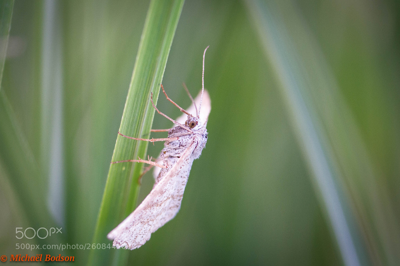 Canon EOS 7D sample photo. Papillon photography