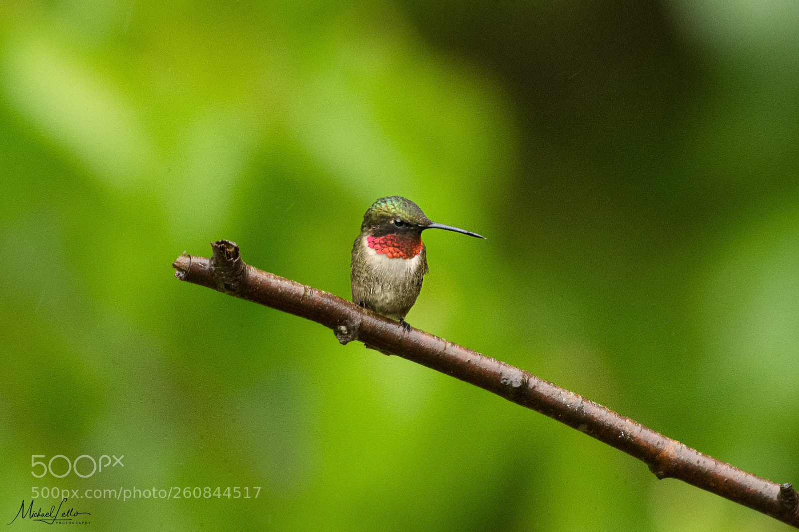 Nikon D500 sample photo. Male ruby-throated hummingbird photography