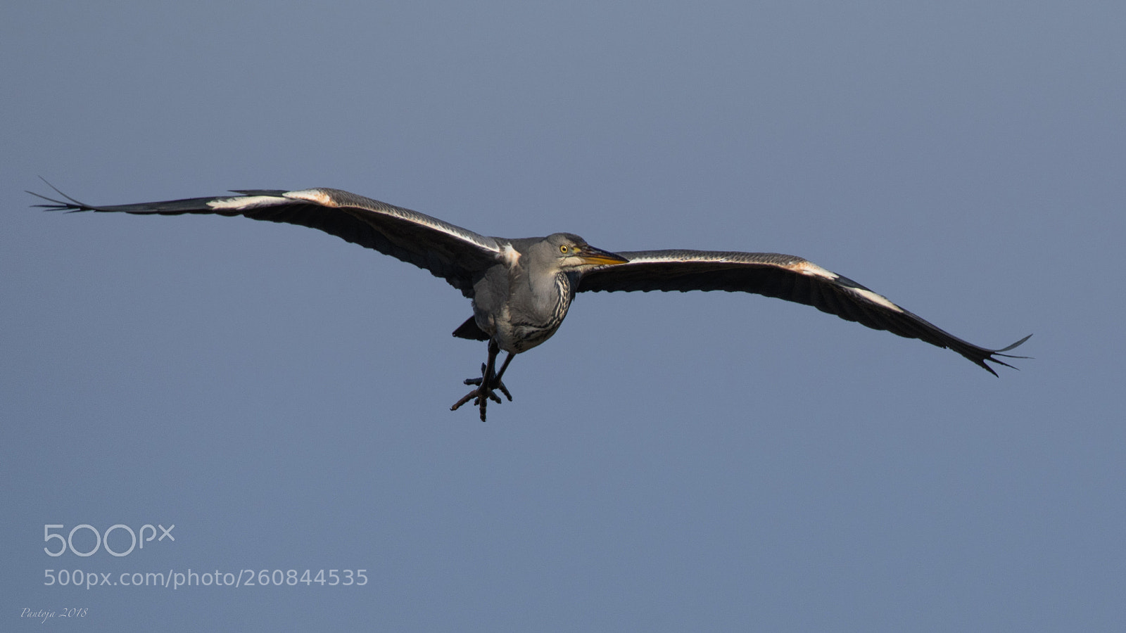 Nikon D500 sample photo. Heron photography