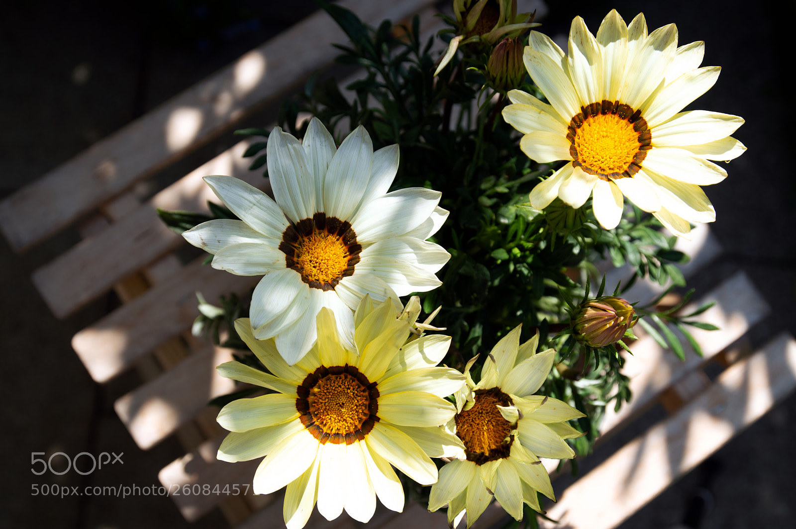 Nikon D3200 sample photo. A flowerpot photography
