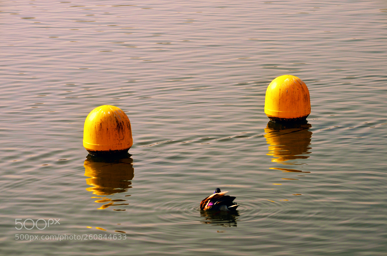 Nikon D5100 sample photo. Ducks in the docks photography