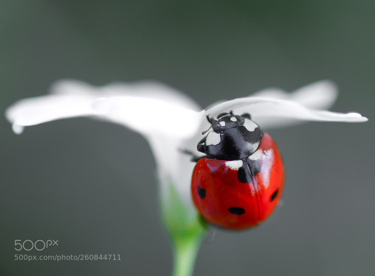 Nikon D7100 sample photo. Ladybug photography