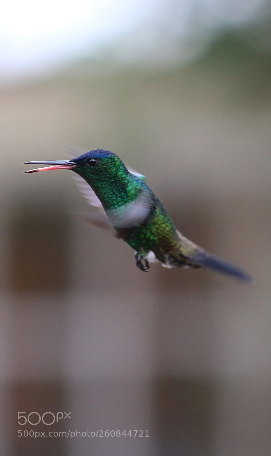 Canon EOS 700D (EOS Rebel T5i / EOS Kiss X7i) sample photo. Colibrí / hummingbird vii photography