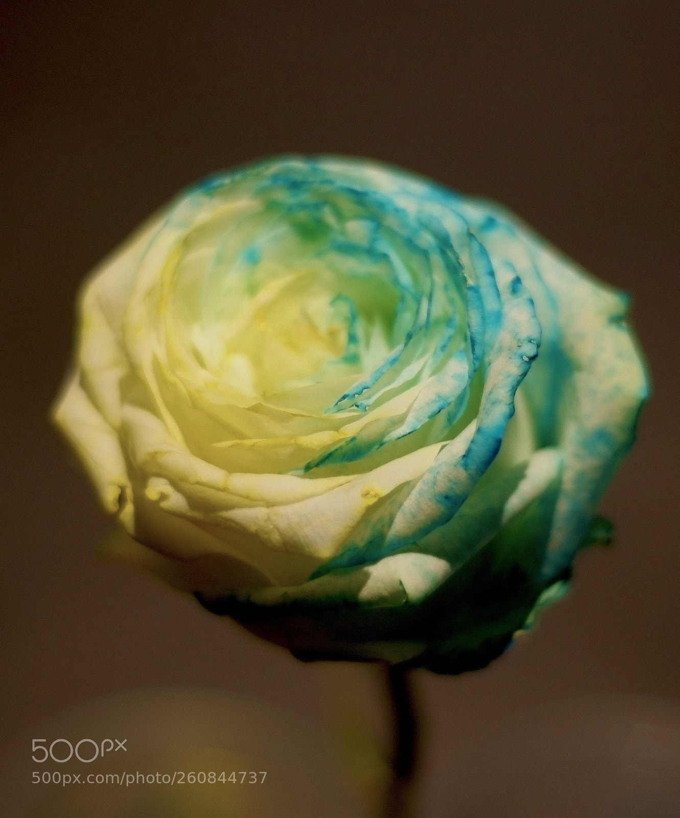 Pentax K-r sample photo. Untitled photography