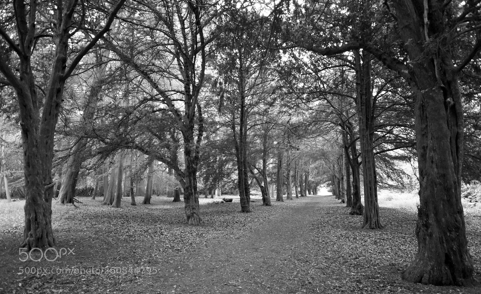 Nikon D5500 sample photo. Yew woodland photography