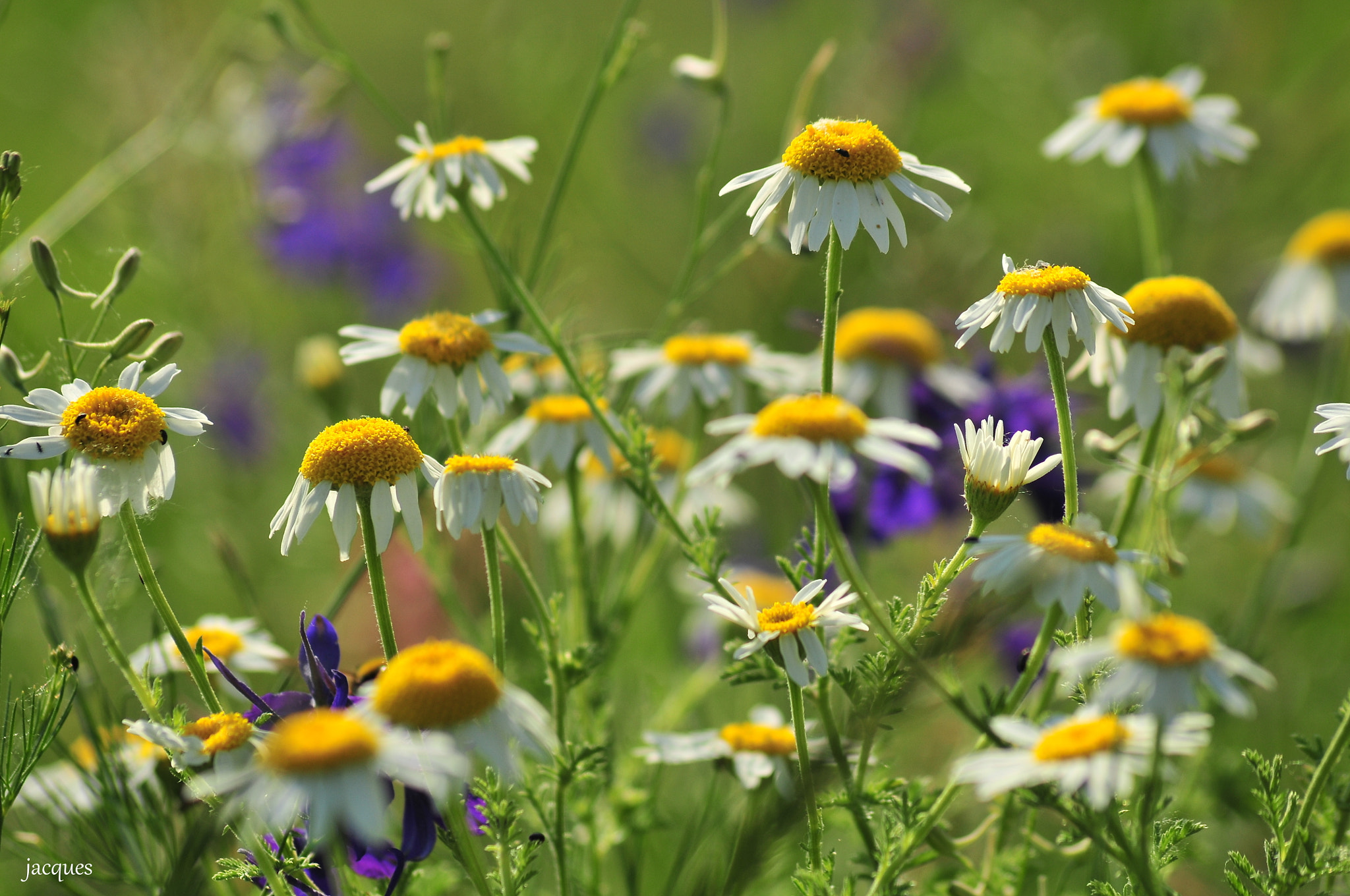 Nikon D300 sample photo. Wild flowers photography