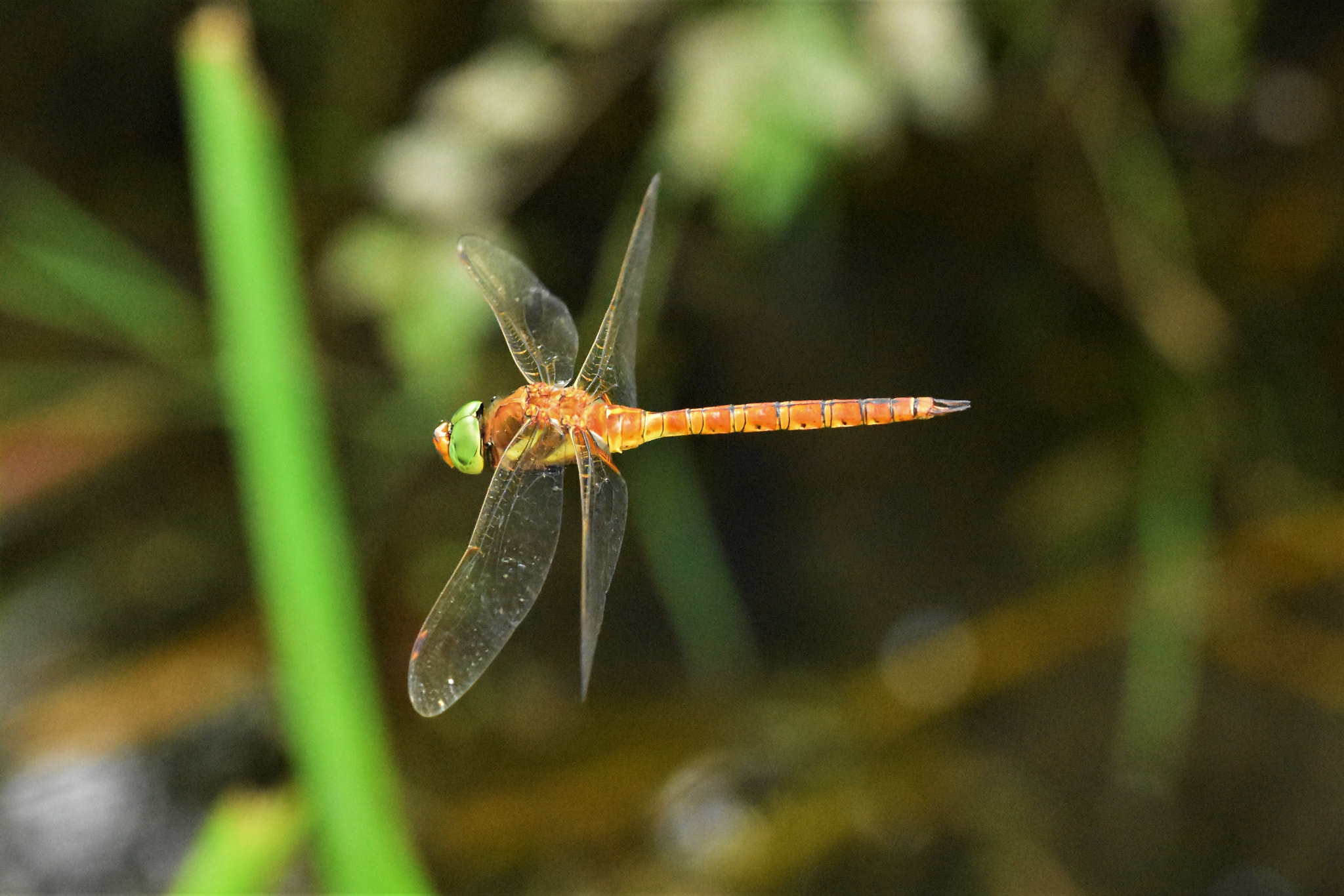 Nikon D7200 + Sigma 105mm F2.8 EX DG OS HSM sample photo. Dragonflying photography