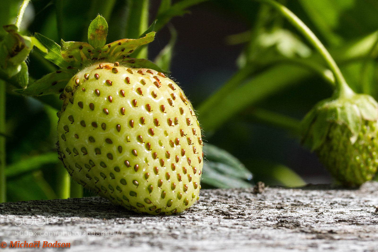 Canon EOS 7D sample photo. Fraise photography