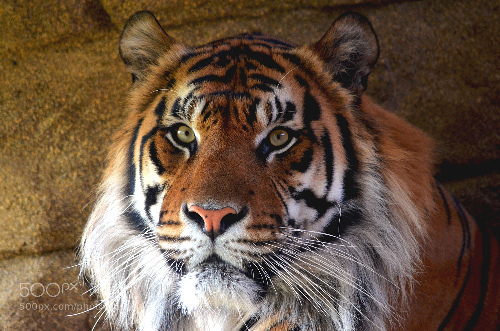 Nikon D5100 sample photo. Death stare photography