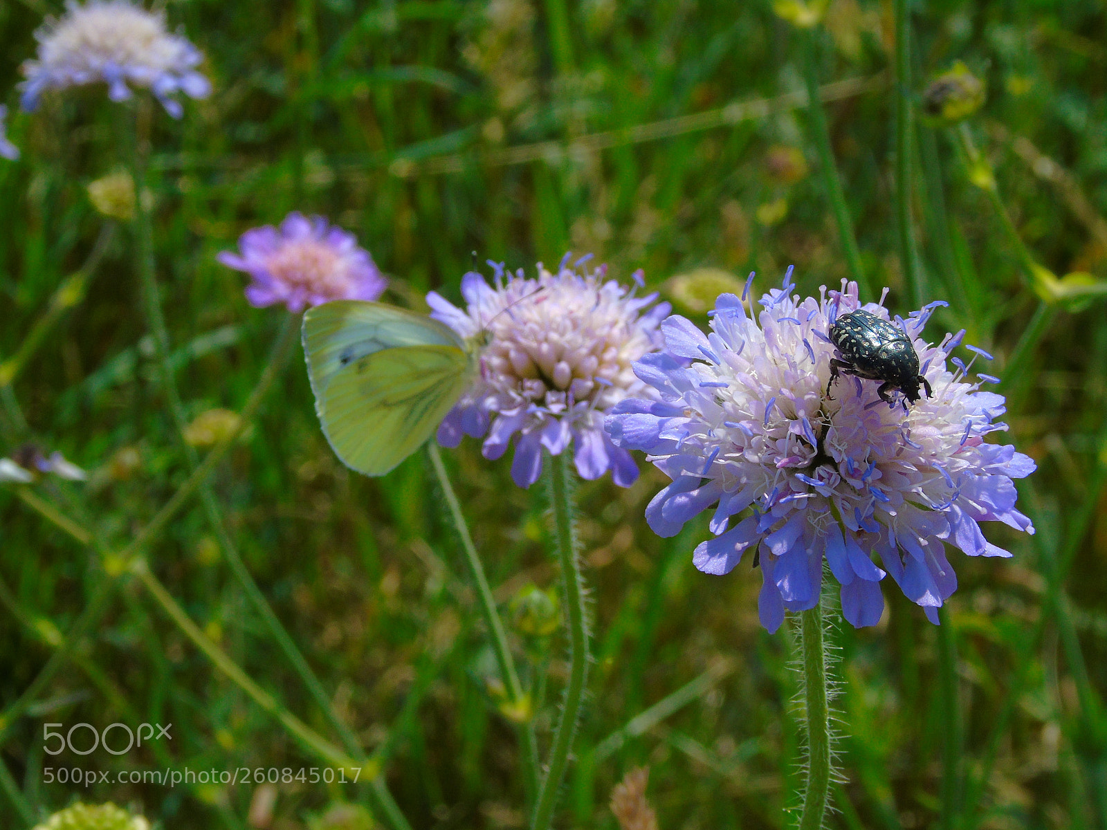 Sony Cyber-shot DSC-H400 sample photo. Butterflies and insects feeding photography