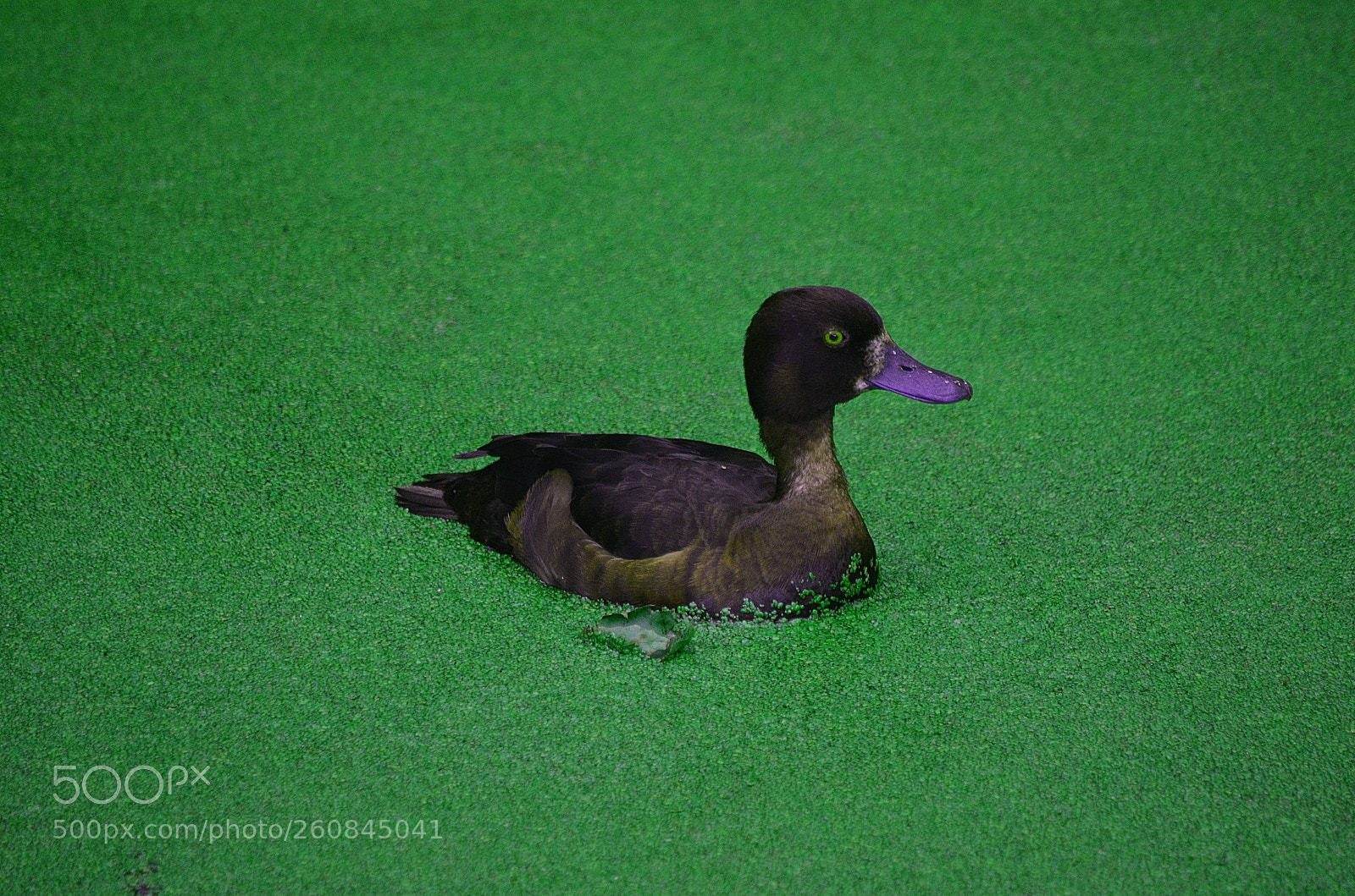 Nikon D5100 sample photo. Calm above the suface photography