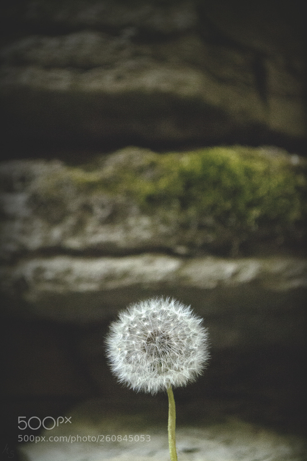Nikon D3100 sample photo. Focus & blur // close up photography